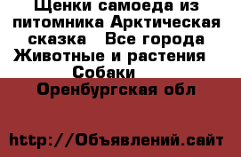 Щенки самоеда из питомника Арктическая сказка - Все города Животные и растения » Собаки   . Оренбургская обл.